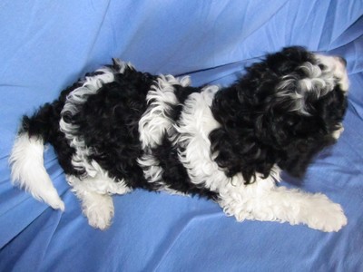 Male Black and White Cavachon Puppy for sale #41 Born Oct. Ready this Christmas|Credit cards accepted|Visa and MasterCard
